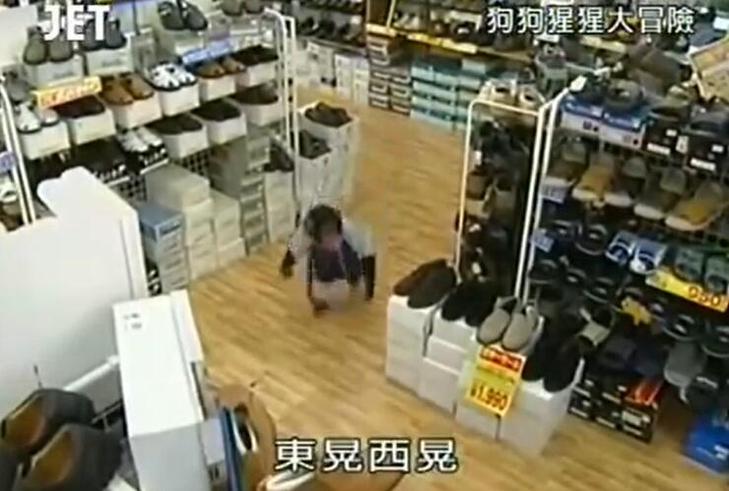 赶快点击！《狗狗猩猩大冒险》免费在线观看
