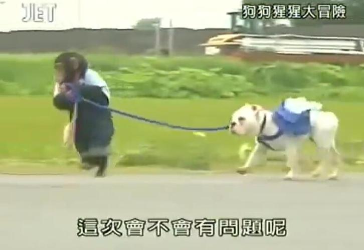 看动物如何生活，从《猩猩狗狗大冒险》到日本综艺节目披露真相